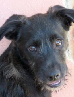 Percy -will die Welt entdecken- - Oldenburg