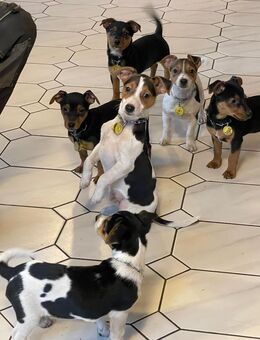 Jack Russel Mix Welpen zu verkaufen - Sulingen