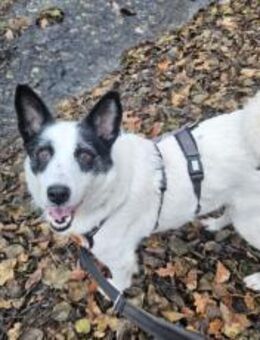 Patty: Ein Herz auf vier Pfoten - München