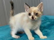 Zauberhaftes Kittenmädchen sucht Dich - Kallmünz