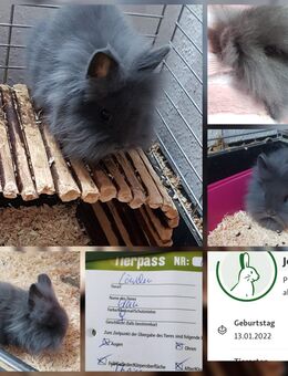 Reinrassige löwenkopf teddyzwergkaninchen 🫶🐹 - Minden (Nordrhein-Westfalen)