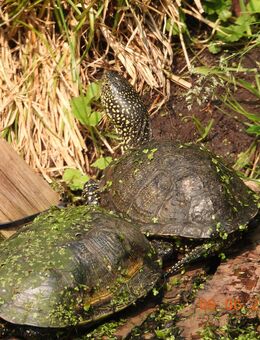 suche ein adultes Sumpfschildkröten Männchen-Emys orbicularis - Königslutter (Elm)