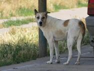 Crina sucht ihre Menschen - Kallmünz