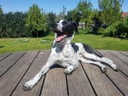 Scar 🧡 sucht Paten - Hamburg