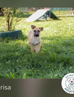 Marisa: Hundekind sucht ein Zuhause - Kirchzell