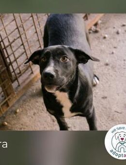 Ciara: Noch etwas ängstlich - Kirchzell