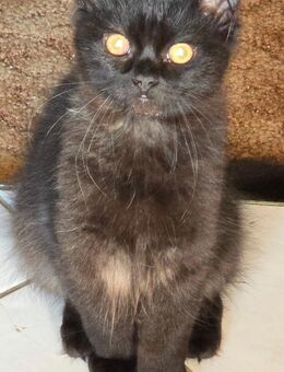 Maine-Coon Mix und Britischlanghaar Mix - Sangerhausen