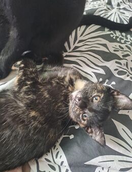 Noch 2 babykatzen - Berlin