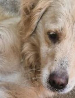 Bionda - ein Blick, der berührt! - München