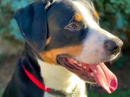 Entlebucher Schweizer Sennenhund - Baesweiler