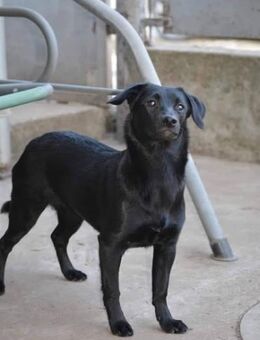 😍KARA - BLACK BEAUTY HOFFT SO SEHR - Alfeld (Leine)