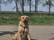 Brandy ist im Tierheim aufgewachsen - Velbert