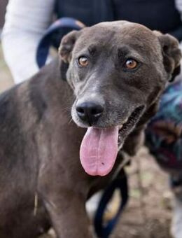 Zora von kettenlos - Bollingstedt