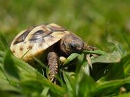 Noch 2 Griechische Landschildkröten aus Hobbyzucht abzugeben! - Würzburg