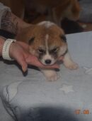 9 Zuckersüße Akita Inu Welpen suchen ein Zuhause in 36219