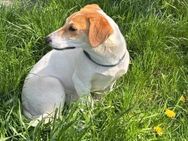 Pimpa sucht ein Körbchen - Nordwalde