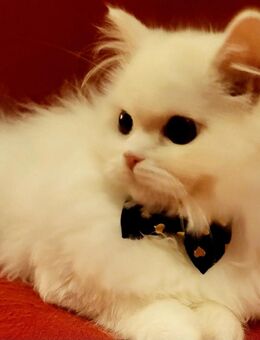 Deckkater BLH Weiß. Erfahren. - Saarbrücken