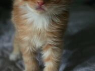 Maine Coon Kater sucht ein Zuhause! - Duisburg