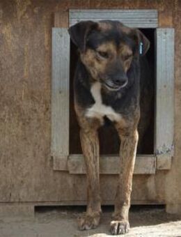 Norby - Pflegestelle oder Zuhause gesuch - Oberwies