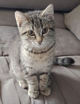 Kater sucht neues Zuhause - Pfarrkirchen