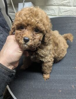 Toypudel Premium Welpen, fawn apricot rot schwarz, mit Papieren - Kiel