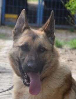 Amy - sucht sportliches Zuhause - Lohmar