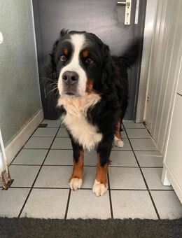 Berner Sennen Hündin - Bergisch Gladbach