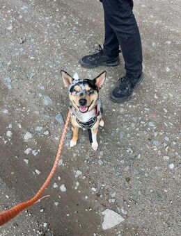 Hallo ich bin Simba bitte auch anschreiben - Braunschweig Zentrum