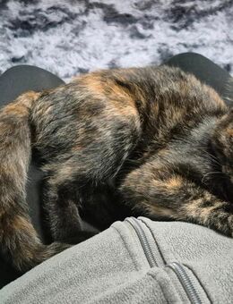 1 katzen mädchen 4½ Monate jung + gesamtes zubehör - Leipzig