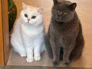 Zwei BKH Kater (Blue & Silver Shaded) nur zusammen abzugeben - Bochum