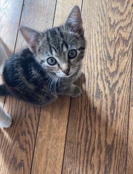 Baby kitten - Kerpen (Kolpingstadt)