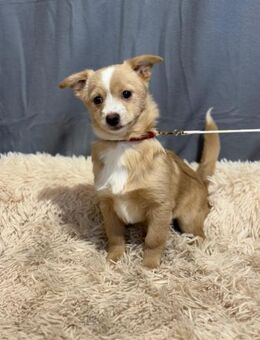 Nalu - bezaubernder Hundejunge - Köln