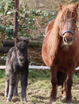 Shetland Pony Stute Zucht 9 Jahre - Krefeld