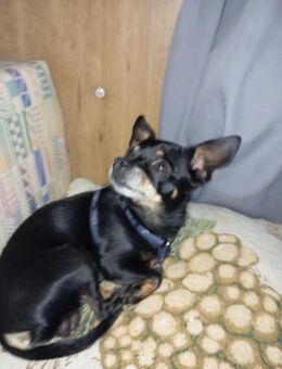 Chihuahua Rehapinscher Mix Welpen zu verkaufen - Fladungen