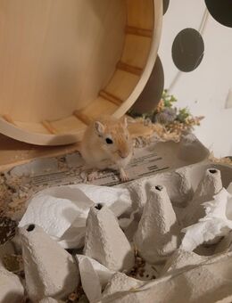 Einsame Rennmaus (m) sucht neues Zuhause - Altenholz