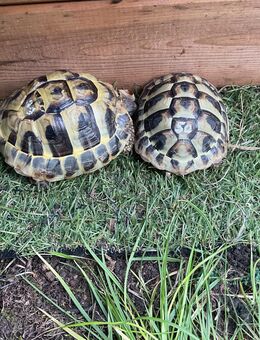 Zwei Griechische Landschildkröten Testudo Hermann mit Freigehege - Dieburg