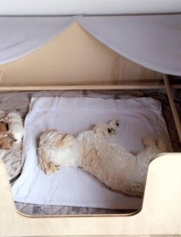 Wurfkiste Welpenkiste 100 x 80 cm. Stecksystem - Espelkamp