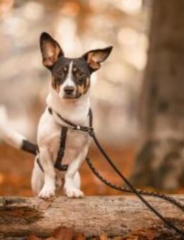 Snoopy ist ein verschmustes Zwergerl - Elsdorf (Nordrhein-Westfalen)