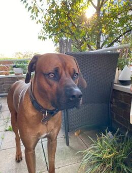 Themba sucht ein Zuhause - Nack