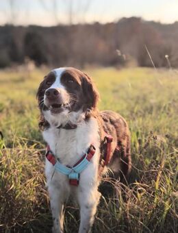 Mia-freundliche Hündin sucht ein Zuhause - Oberhausen (Rheinland-Pfalz)