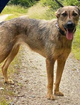 Lindi ist eine sanfte, tolle Hündin! - Karben