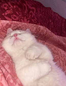 Deckkater - Scheeßel