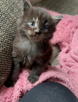 Maine Coon Kitten Black smoke - Daun