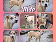 ♡Tilda♡ - sucht ein liebevolles Zuhause - Alfeld (Leine)