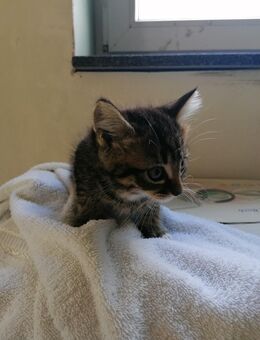Kitten zu verkaufen - Neunkirchen-Seelscheid