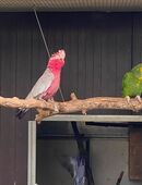 Rosakakadu‘s in 48683