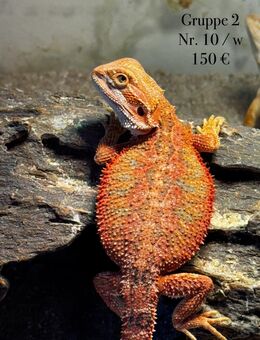 Farb-Bartagamen Weibchen (Pogona Vitticeps) Jungtier - Hünfeld (Konrad-Zuse-Stadt)