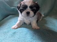 Shih Tzu Mädchen Shiva - Seeland Gatersleben