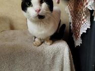 Zorro aus dem Tierschutz - Grevenbroich
