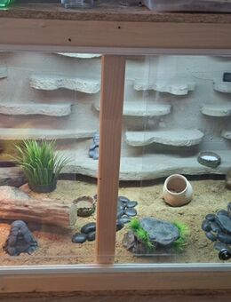 2 Leopardgecko Weibchen 4Jahre mit Terrarium und Zubehör - Schmallenberg